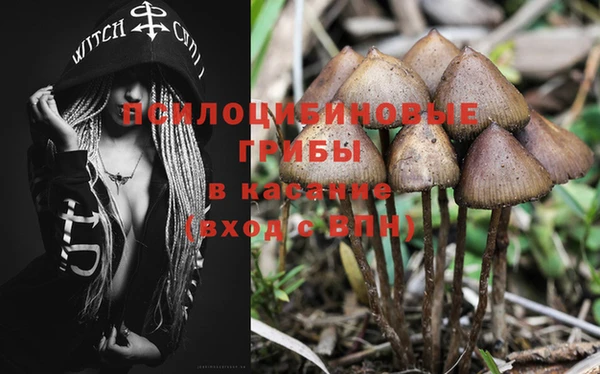 прущие грибы Балабаново